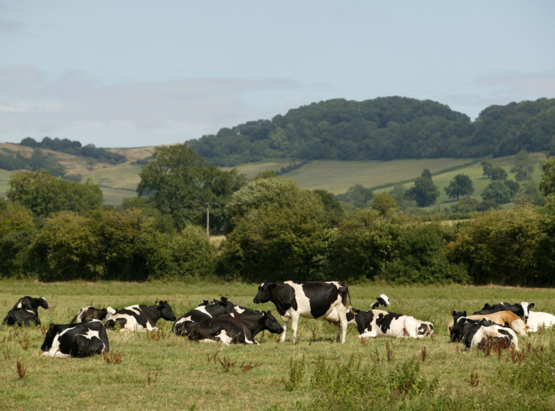 CHECS - Dairy Cattle in a field