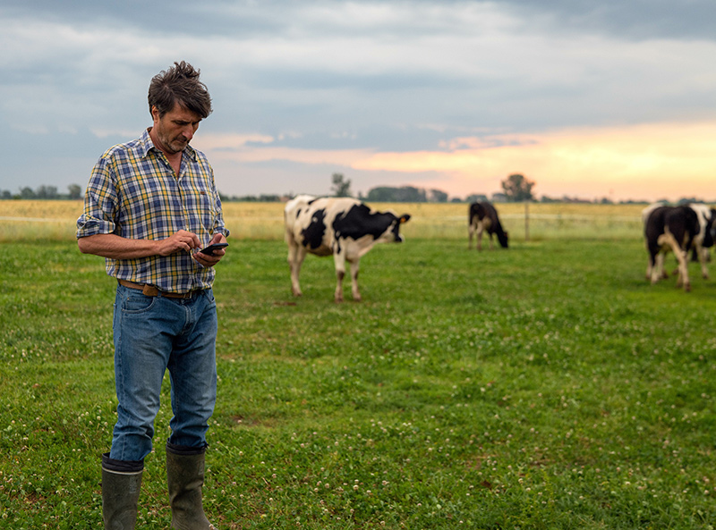 Find a CHECS cattle health scheme