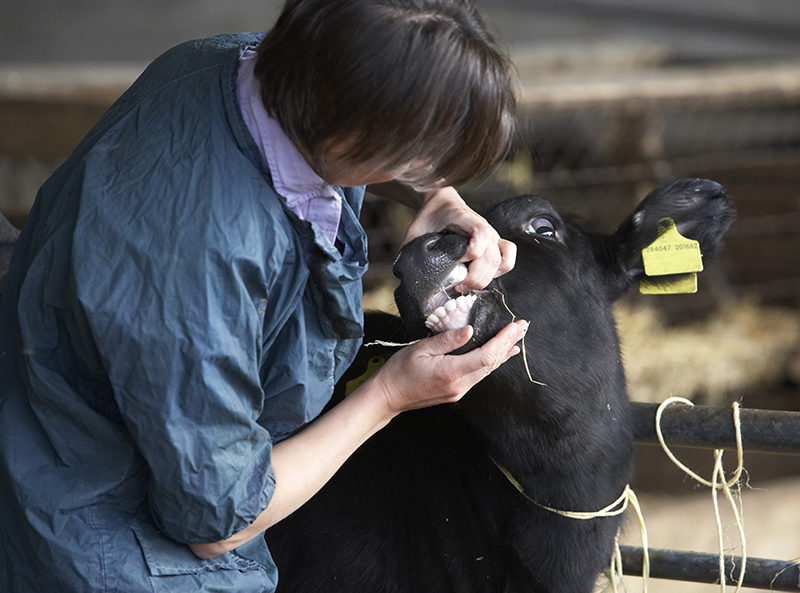 CHECS - Cattle health checks